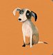 Collect the rainbow. Pets - image Collect the rainbow. Pets