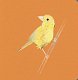 Collect the rainbow. Pets - image Collect the rainbow. Pets